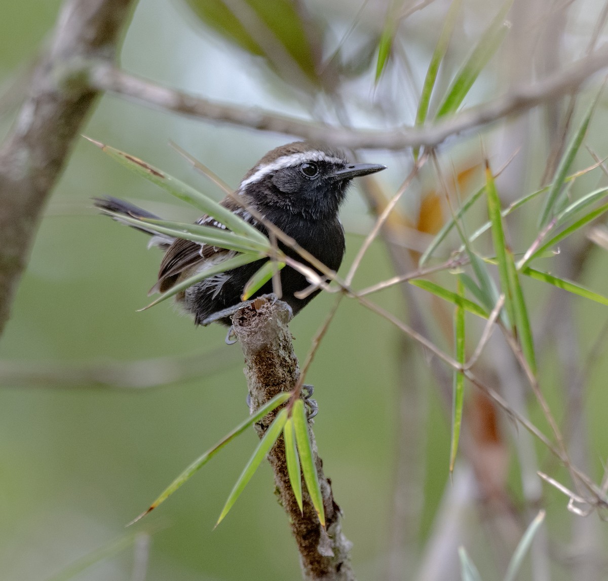 Serra Antwren - ML646015505