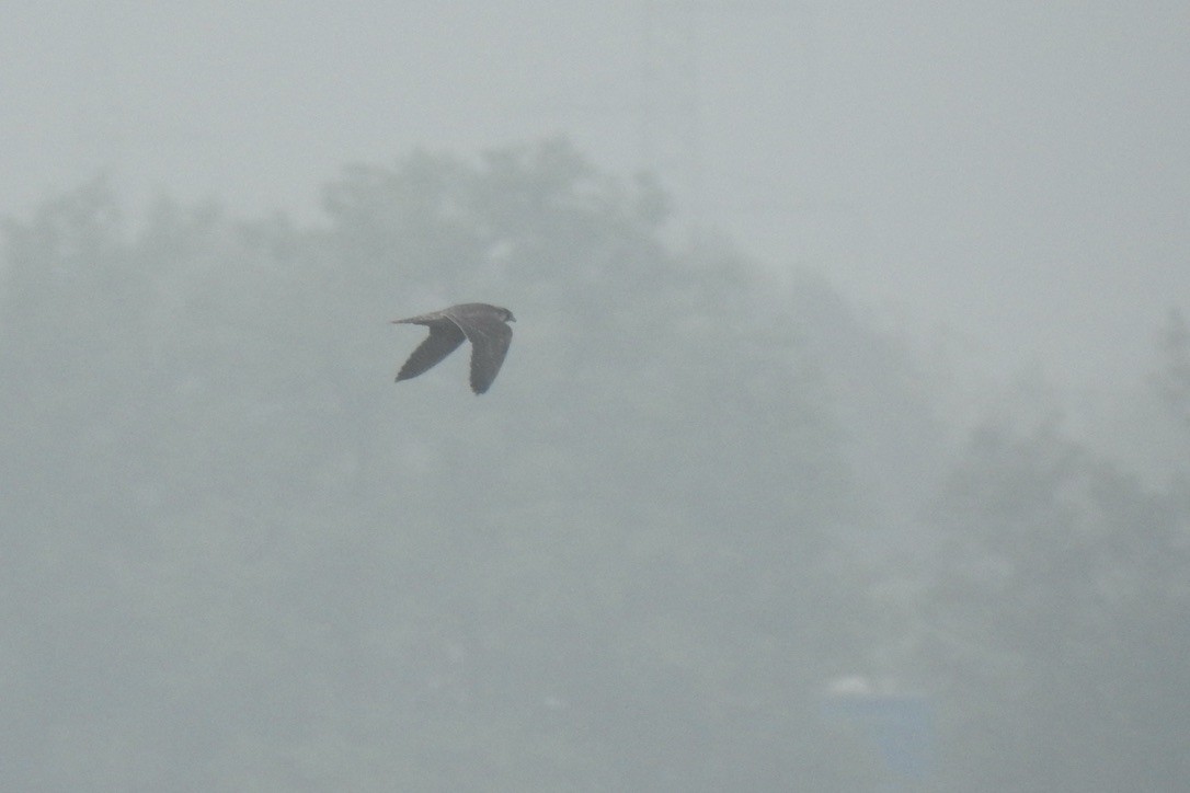 sokol stěhovavý - ML646015512