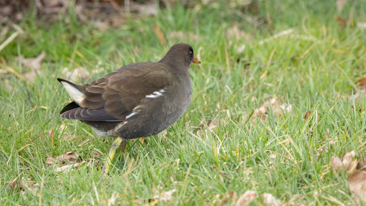 バン - ML646015525