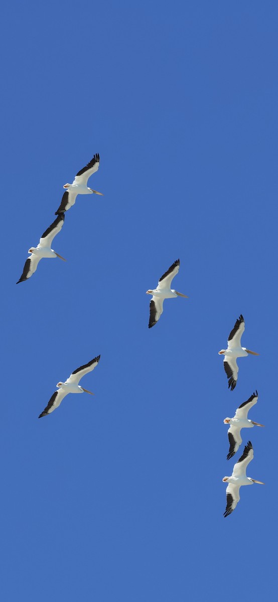 Pelícano Norteamericano - ML646015526