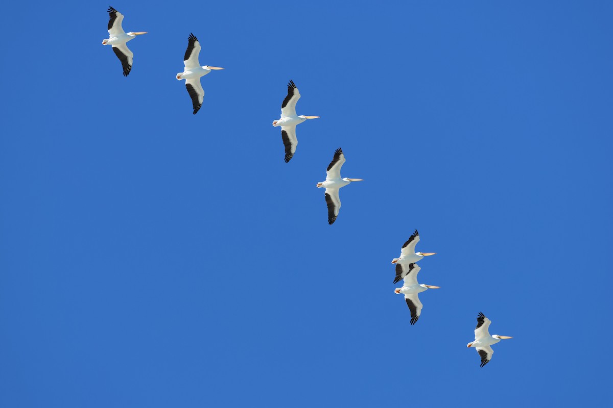 Pelícano Norteamericano - ML646015527