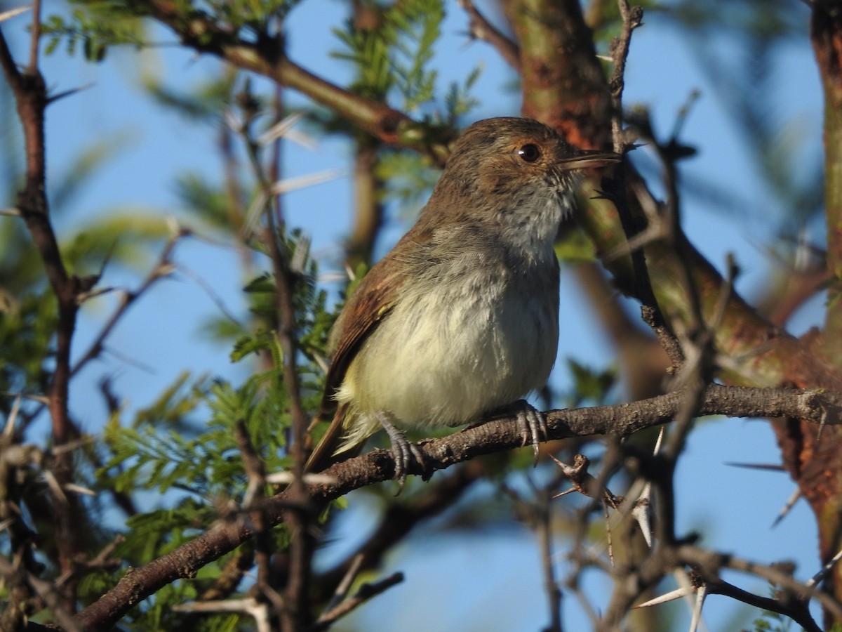 Fulvous-crowned Scrub-Tyrant - ML646015528