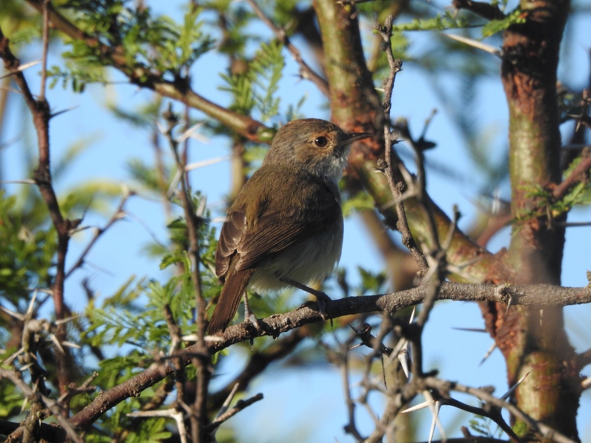 Fulvous-crowned Scrub-Tyrant - ML646015529