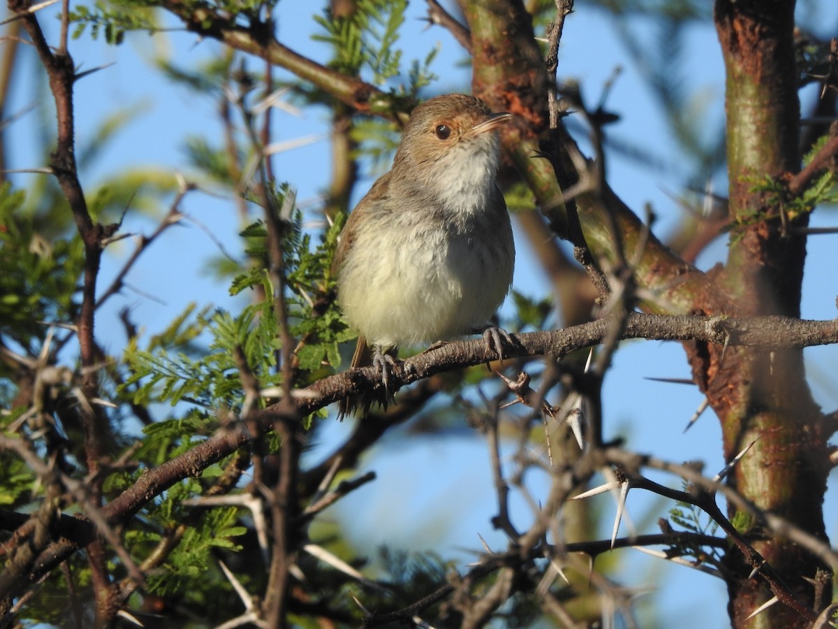 Fulvous-crowned Scrub-Tyrant - ML646015530