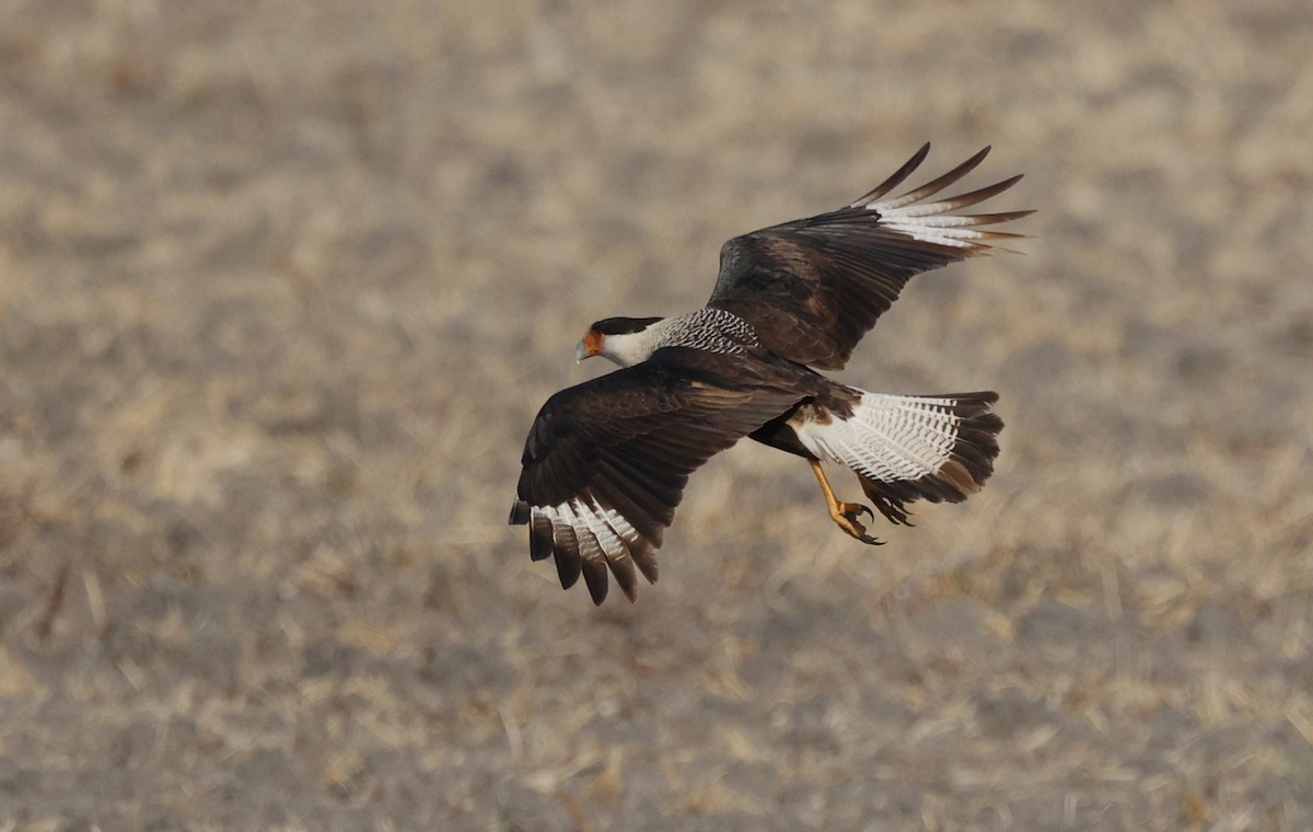 Crested Caracara - ML646015533