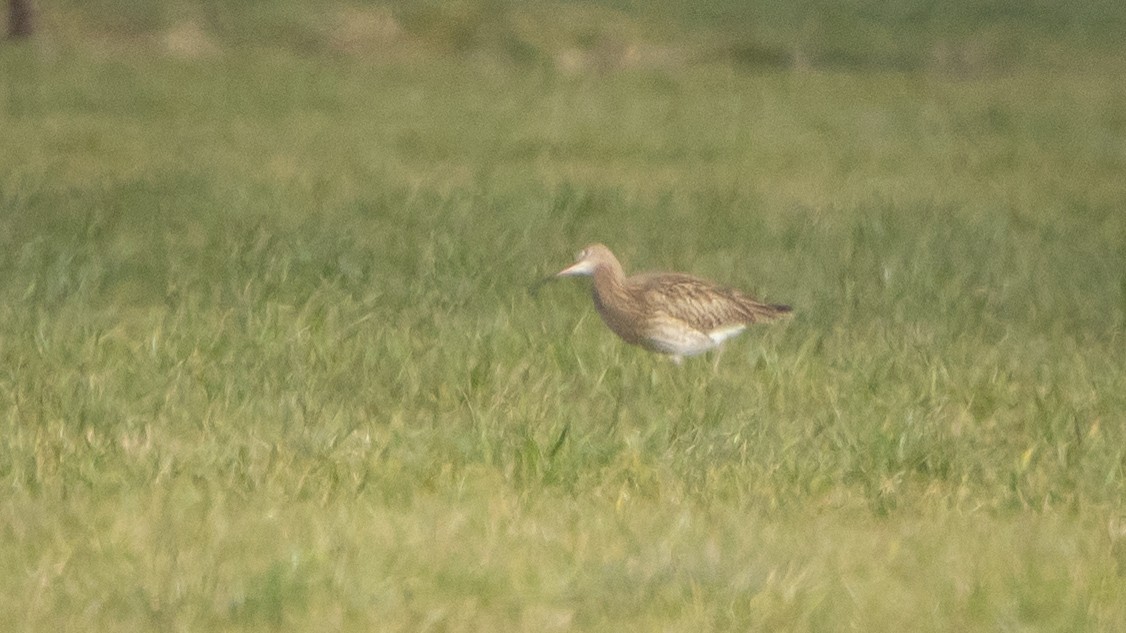 ダイシャクシギ - ML646015535