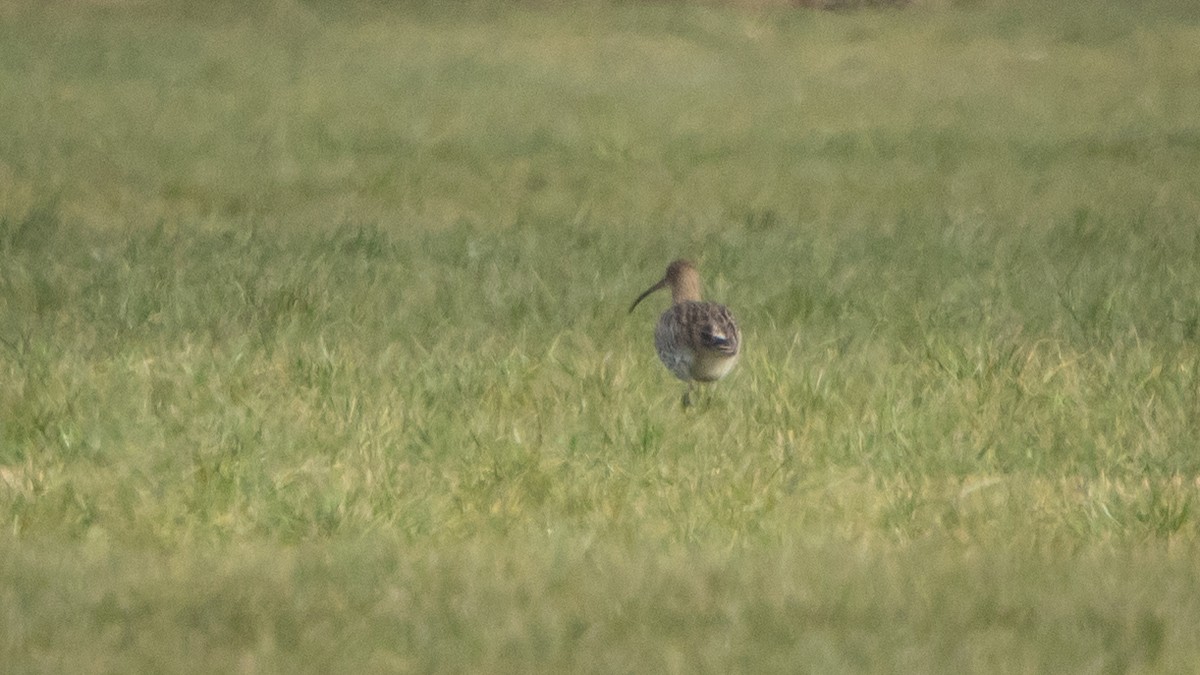 ダイシャクシギ - ML646015536