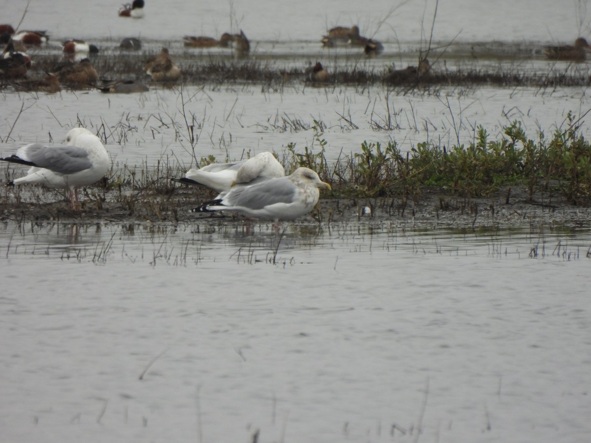 racek americký - ML646015537