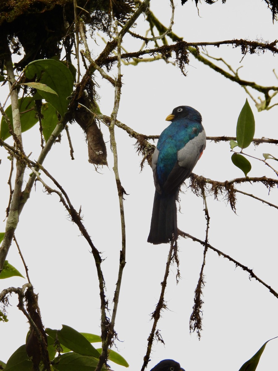Trogon aux yeux blancs - ML646015552