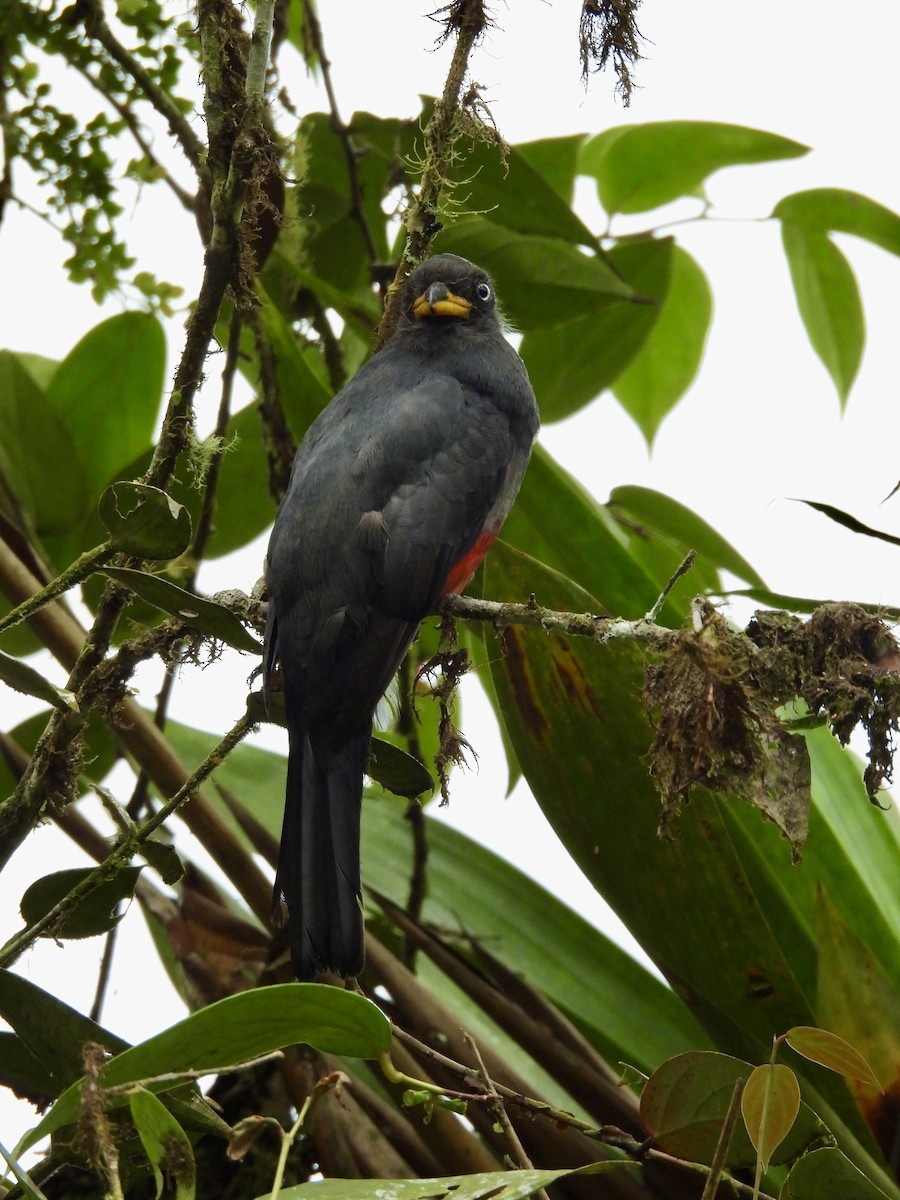 Trogon aux yeux blancs - ML646015553