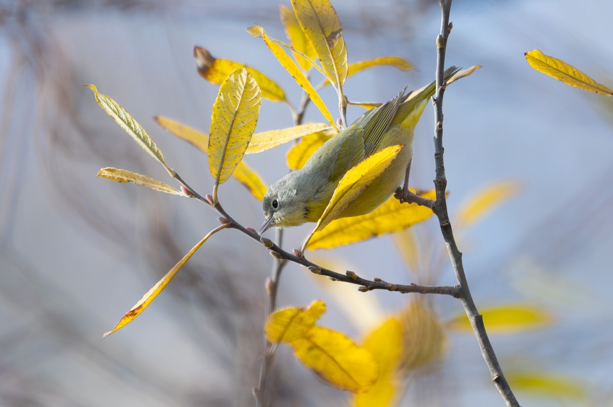 Nashville Warbler - ML646015559