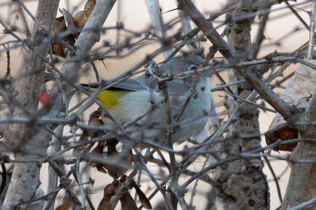 Virginia's Warbler - ML646015560