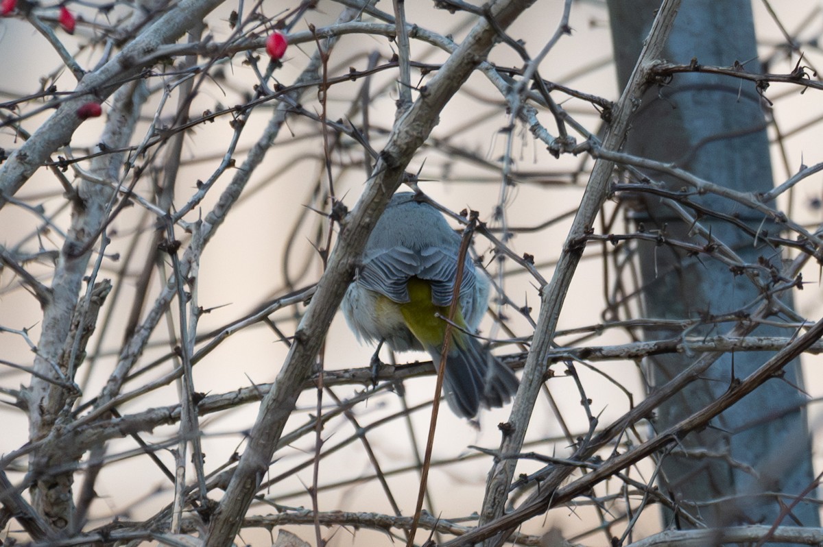 Virginia's Warbler - ML646015561