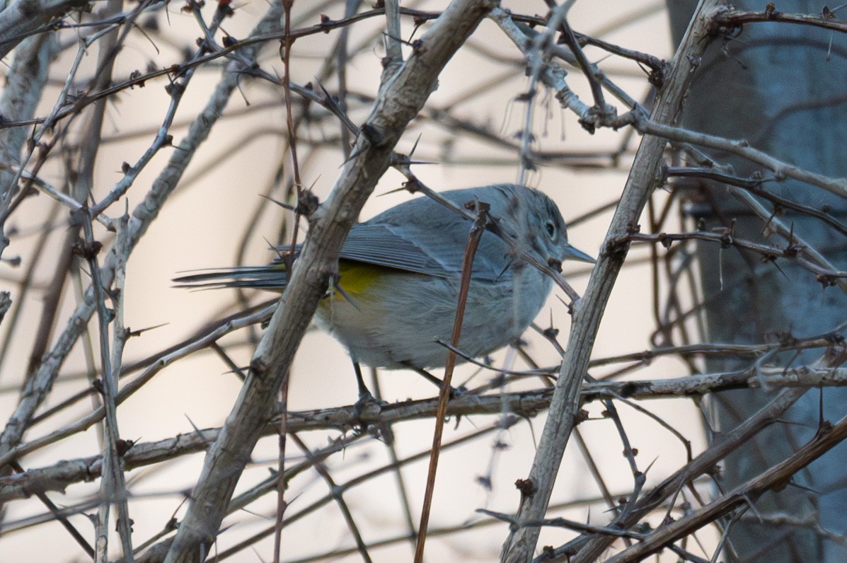 Virginia's Warbler - ML646015562