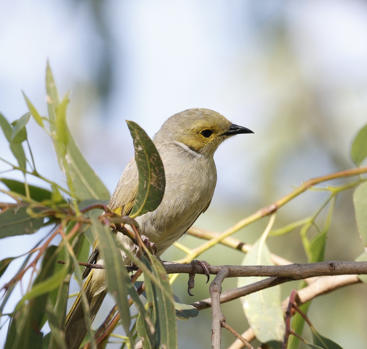 White-plumed Honeyeater - ML646015563