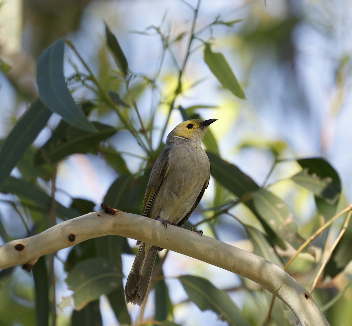 White-plumed Honeyeater - ML646015565