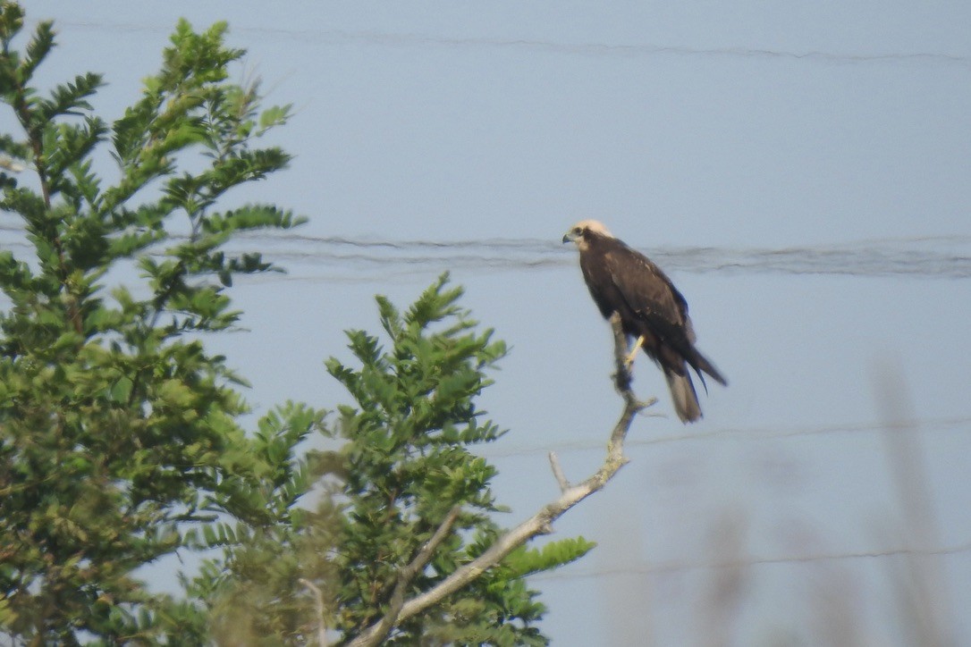 Western Marsh Harrier - ML646015581
