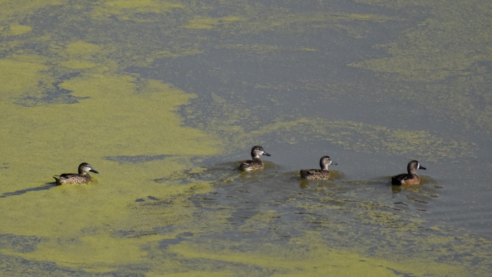 čírka modrokřídlá - ML646015586