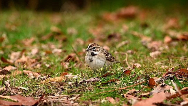 גיבתונית לבנת-גבה - ML646015588
