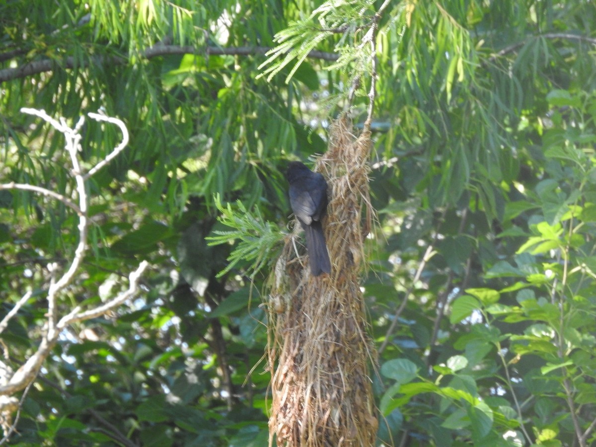 Solitary Black Cacique - ML646015604
