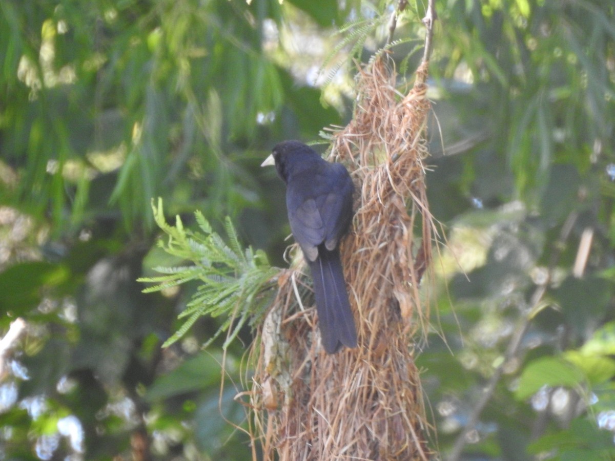 Solitary Black Cacique - ML646015606