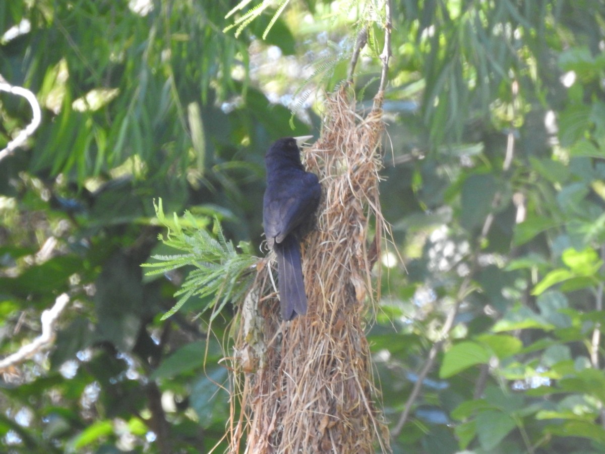 Solitary Black Cacique - ML646015607