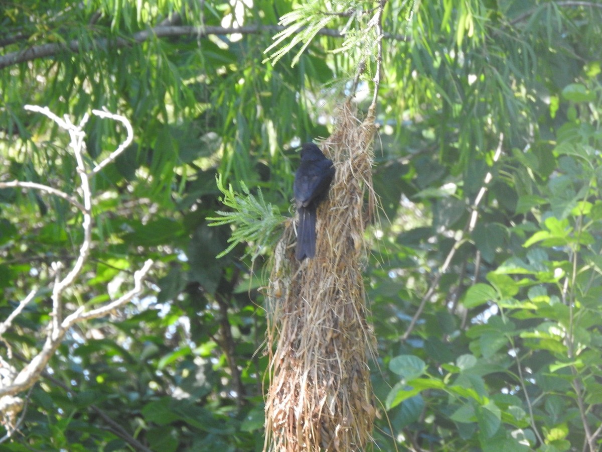 Solitary Black Cacique - ML646015608