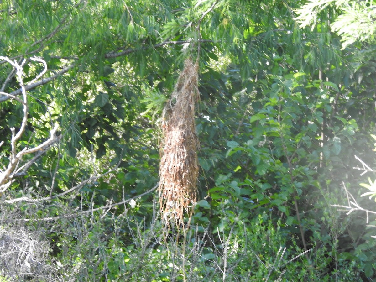 Solitary Black Cacique - ML646015609