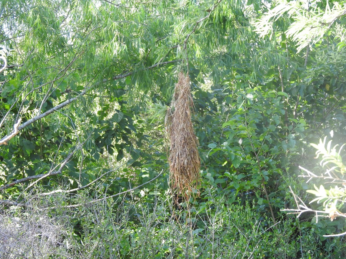 Solitary Black Cacique - ML646015610