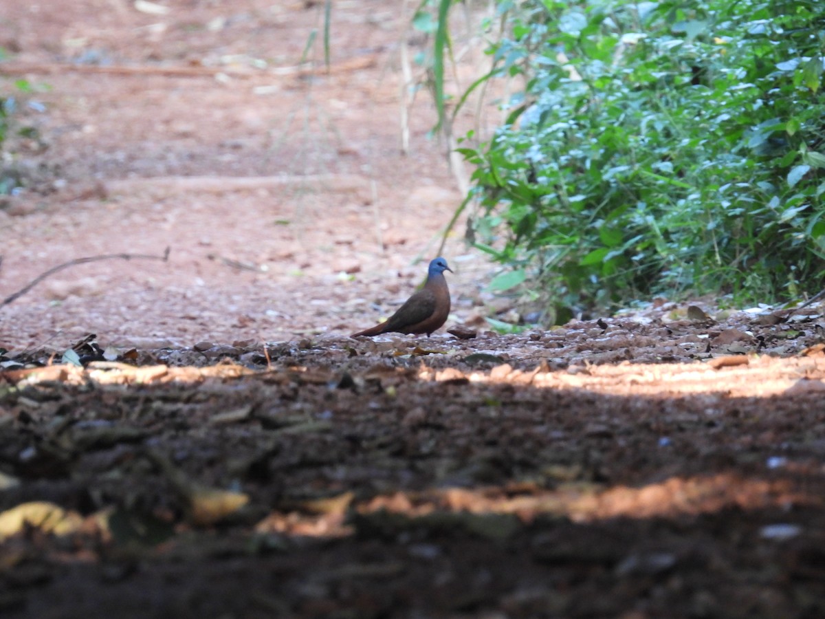 Blue-headed Wood-Dove - ML646015612