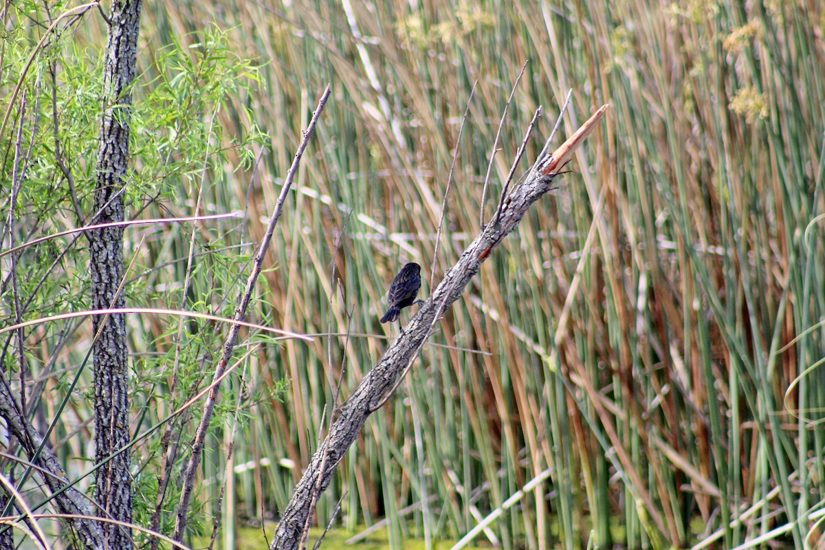 Yellow-winged Blackbird - ML646015616