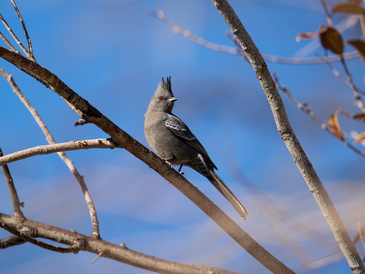 Phainopepla - ML646015617