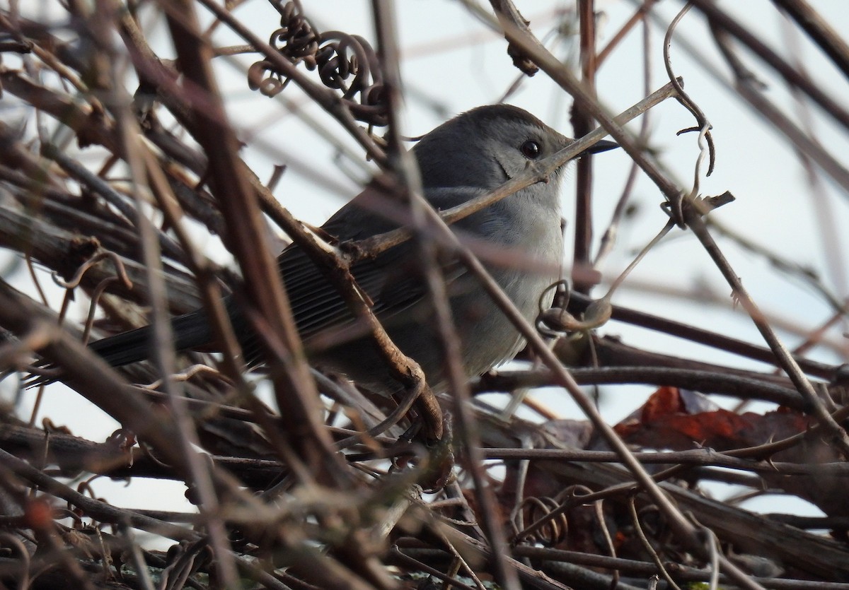 Gray Catbird - ML646015625