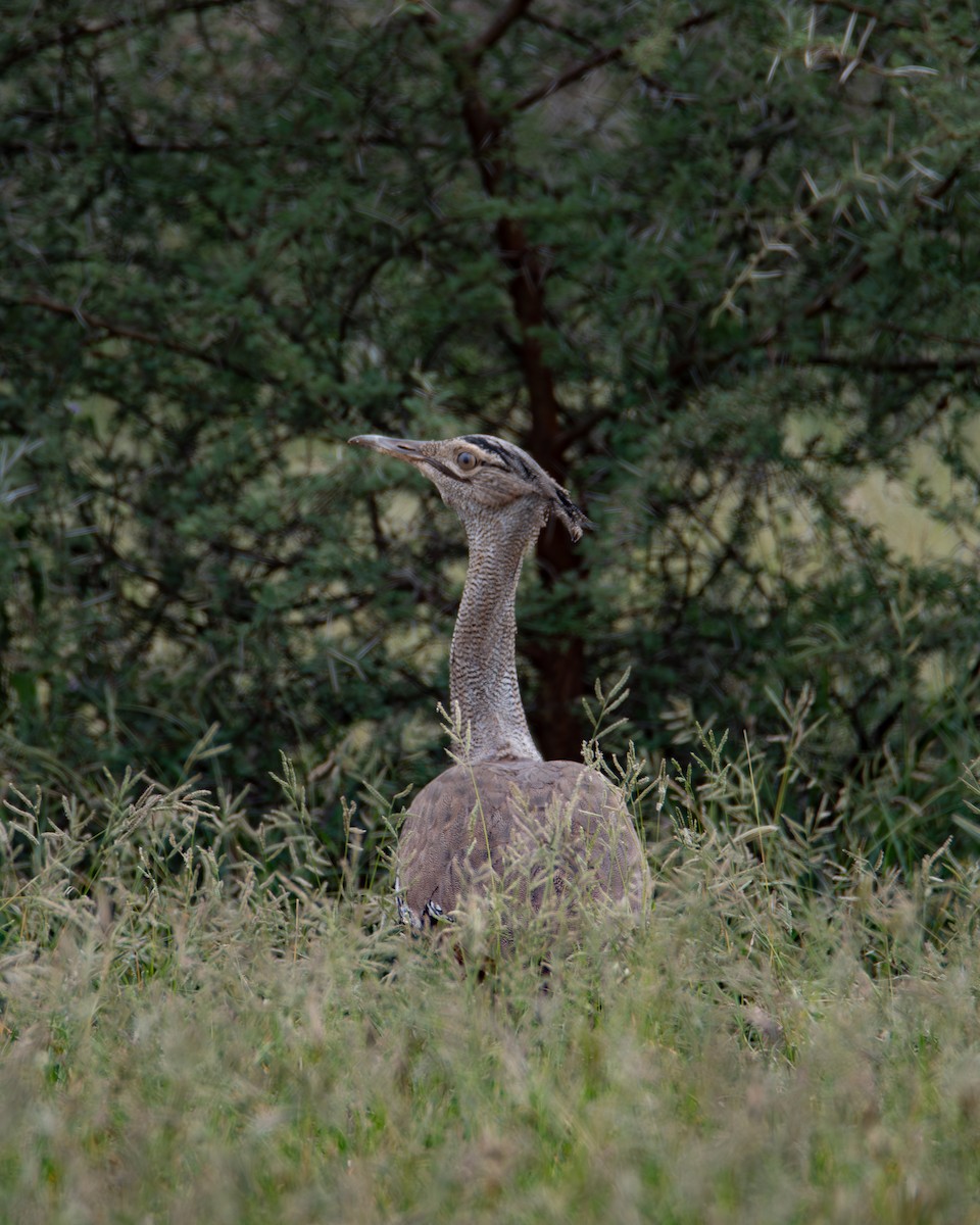Kori Bustard - ML646015626