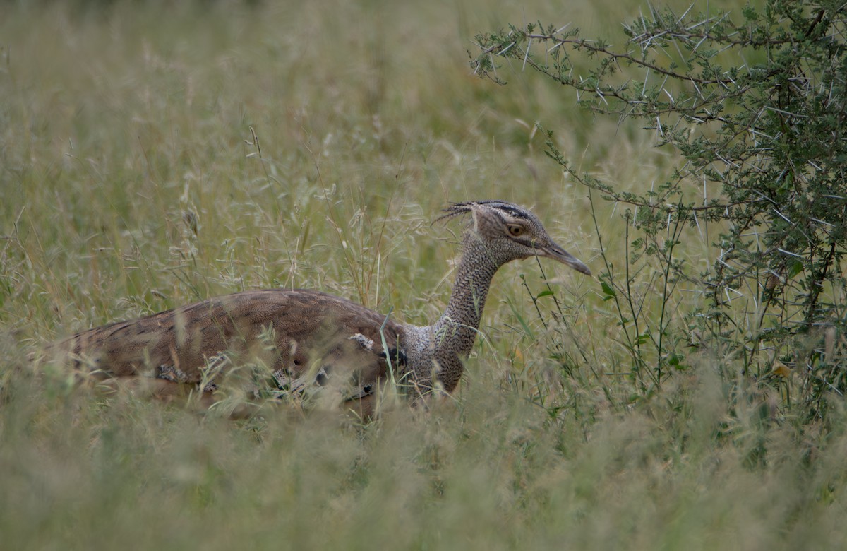 Kori Bustard - ML646015631