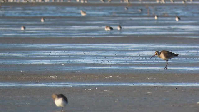לימוזה אמריקנית - ML646015635