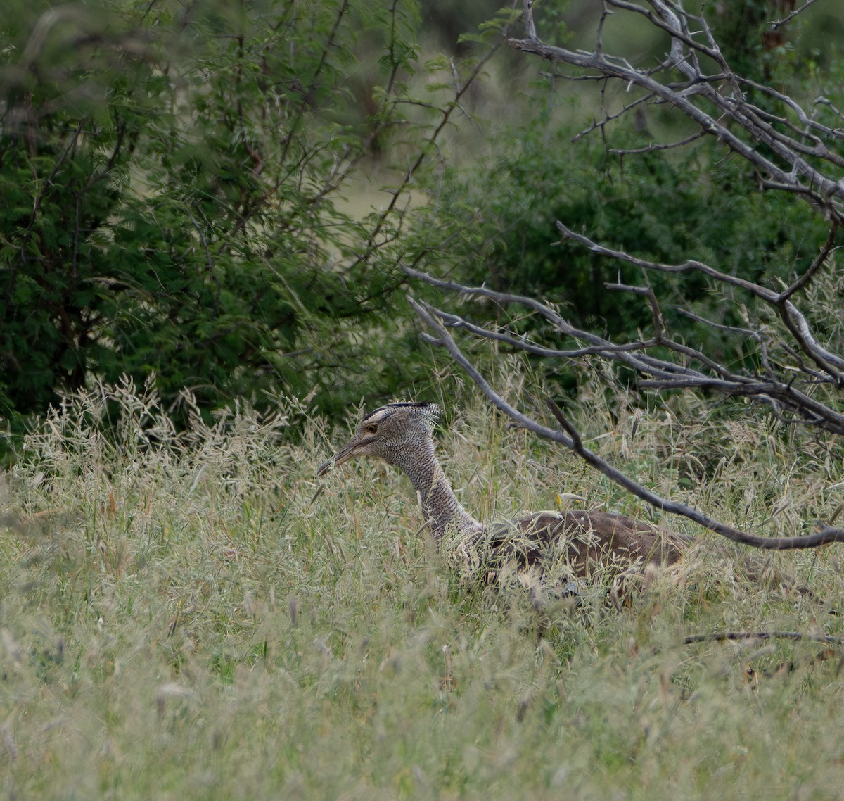 Kori Bustard - ML646015636