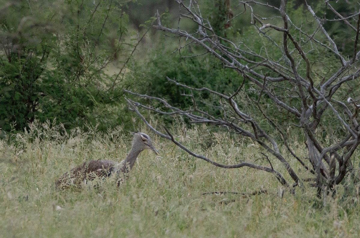 Kori Bustard - ML646015637