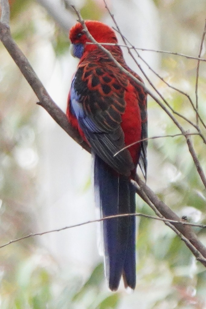 Crimson Rosella - ML646015668