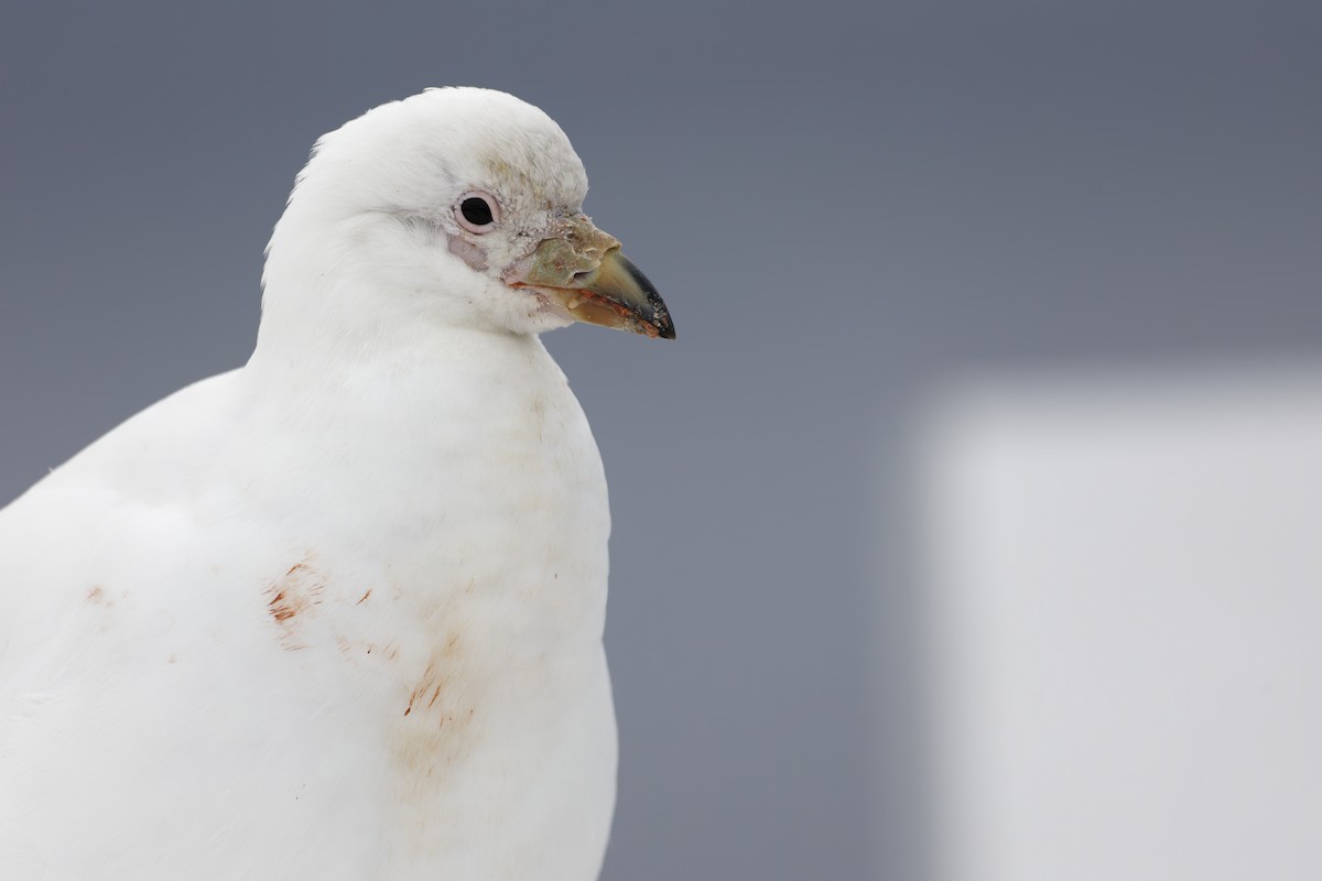 Snowy Sheathbill - ML646015669