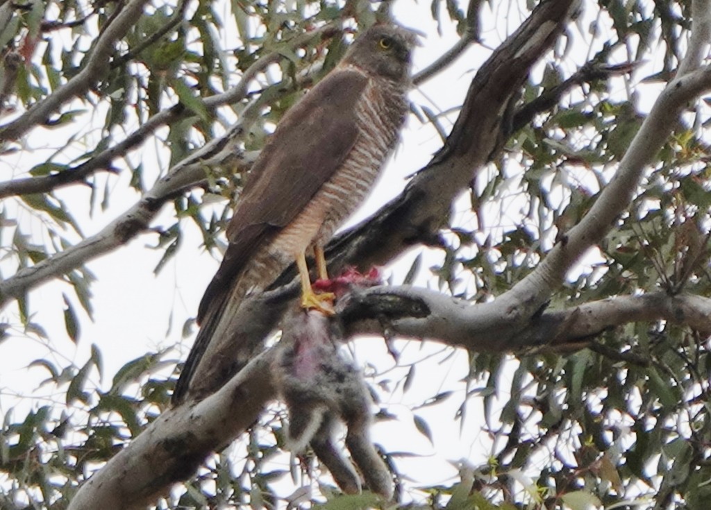 Brown Goshawk - ML646015679