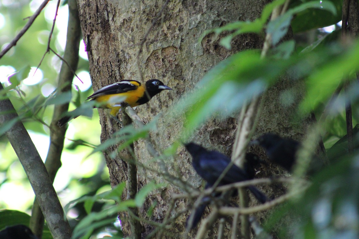 Venezuelan Troupial - ML646015680