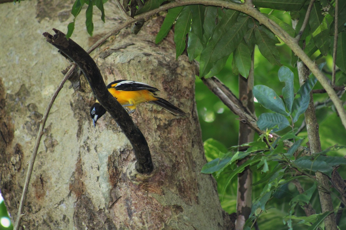 Venezuelan Troupial - ML646015681