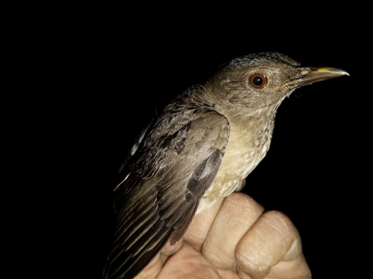 Pale-breasted Thrush - ML646015682