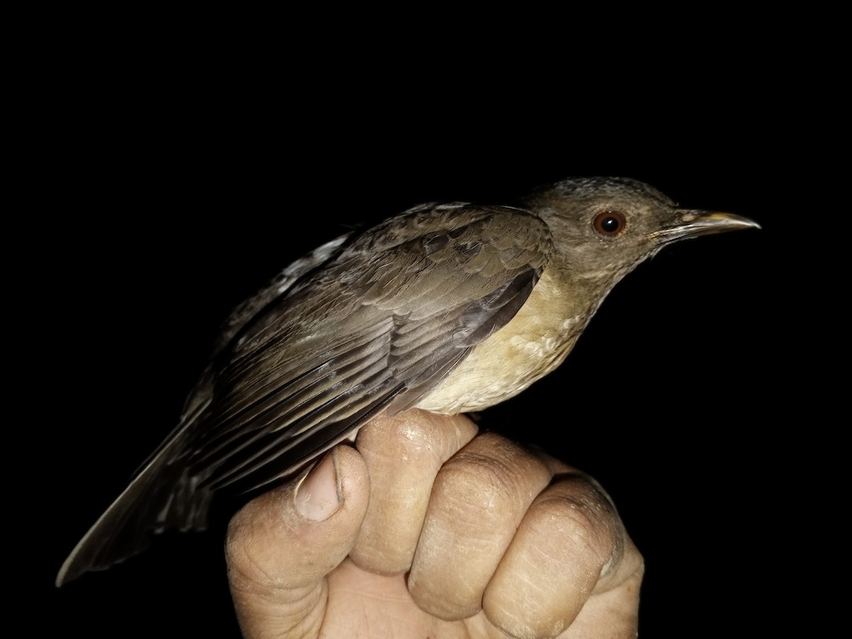 Pale-breasted Thrush - ML646015683