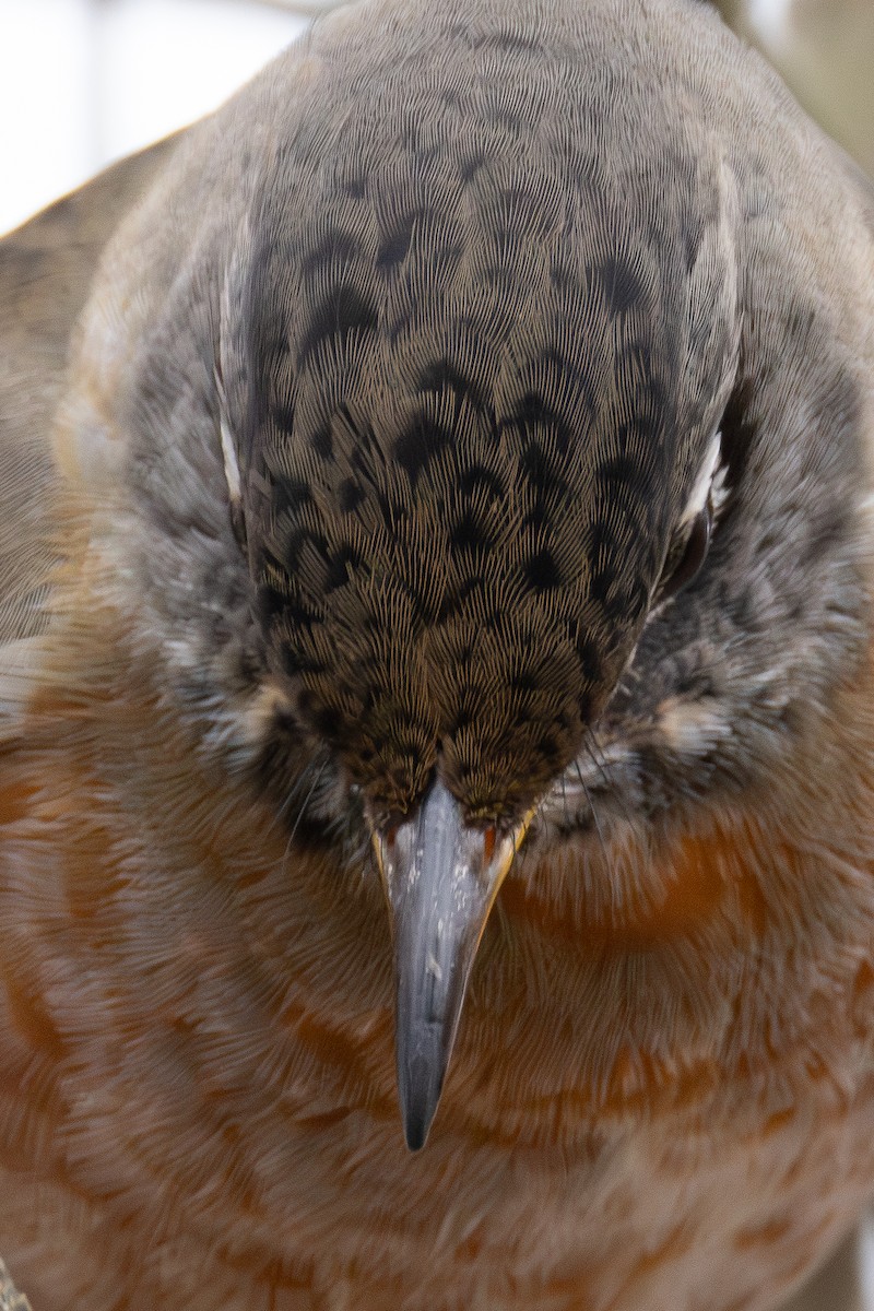 コマツグミ - ML646015685