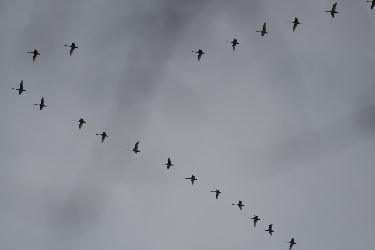 Tundra Swan - ML646015691