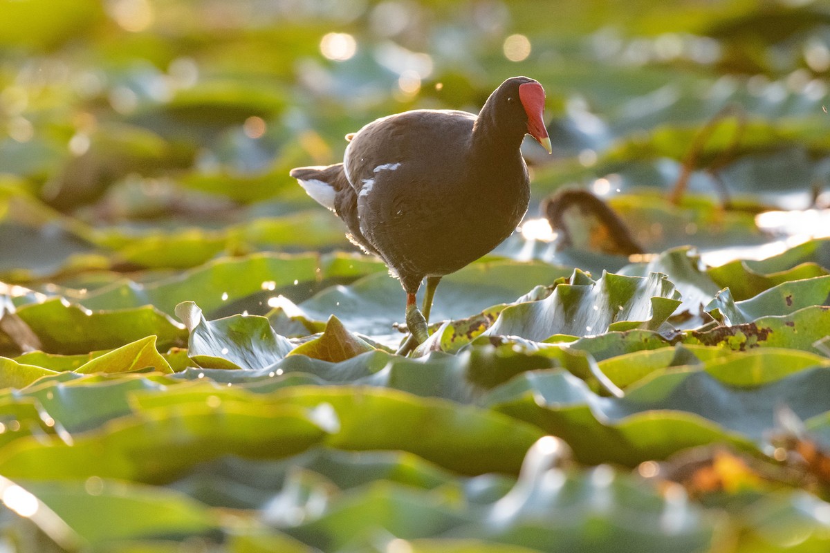 Common Gallinule - ML646015699