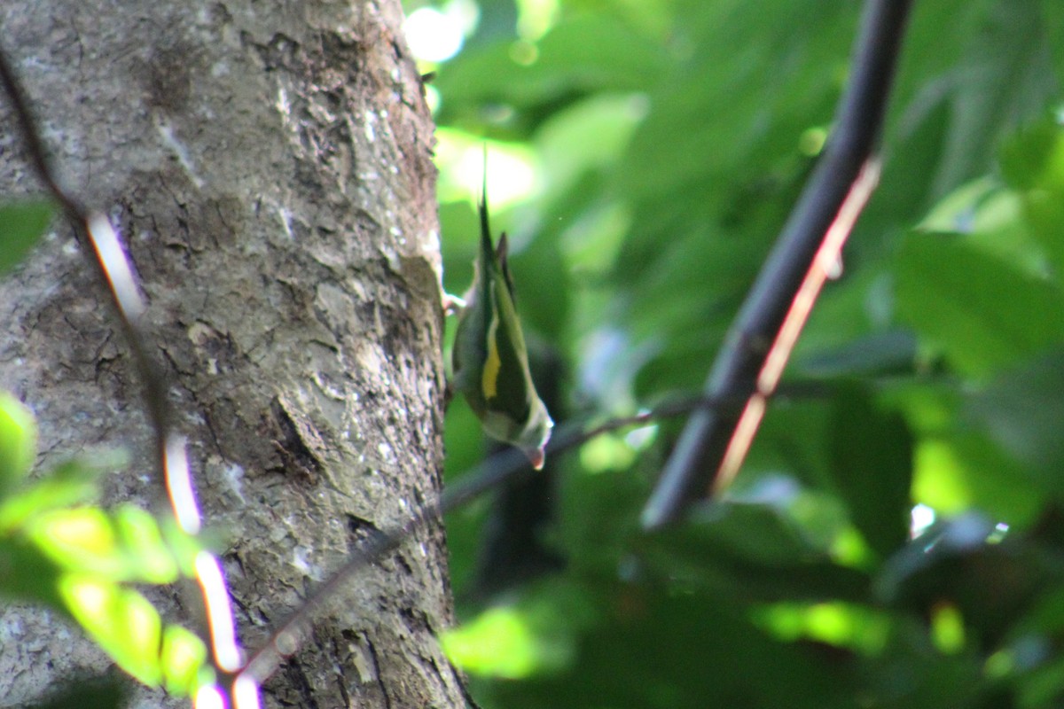 White-winged Parakeet - ML646015708