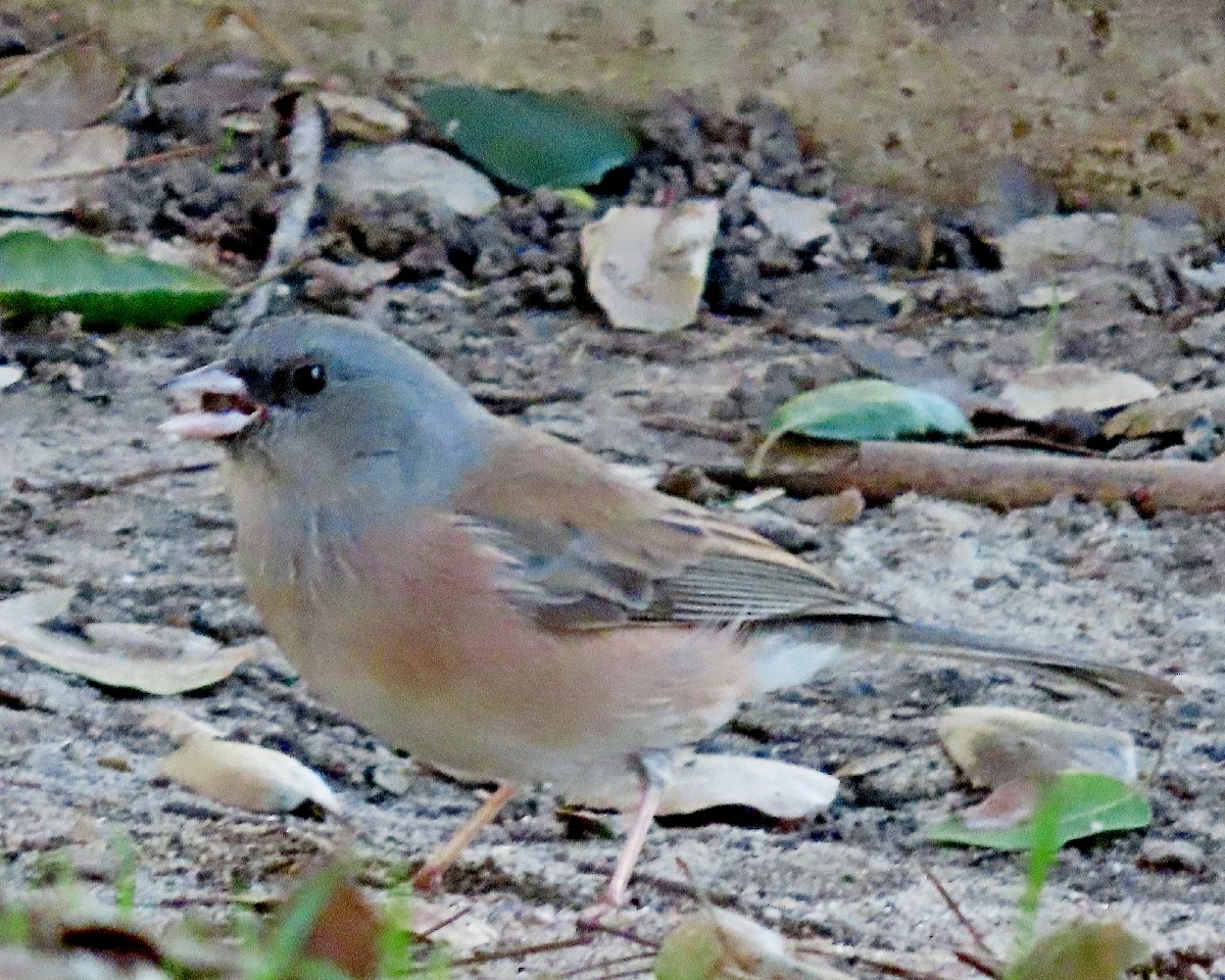 Dark-eyed Junco (Pink-sided) - ML646015711